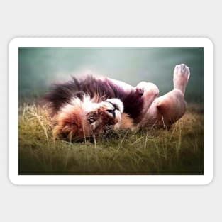 Playful lion lying on his back - adorable Sticker